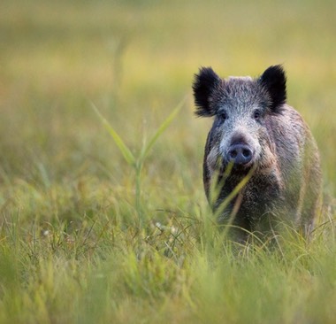 Die Jagd im Wandel der Zeit Jagdschule OderSpree